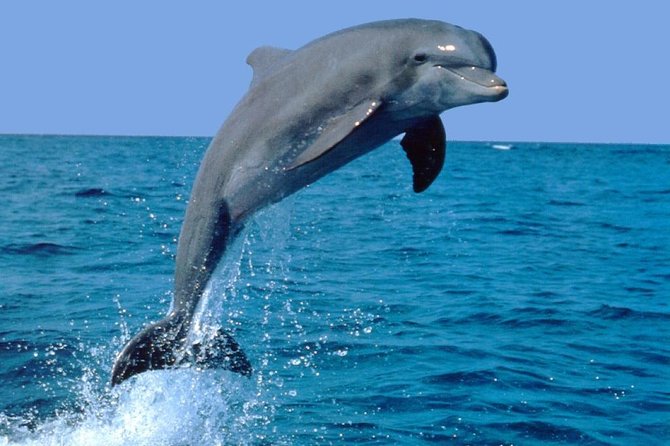 Dolphin Experience in Open Sea and South West Tour of Mauritius including Lunch - The morning starts with dolphins off Mauritius