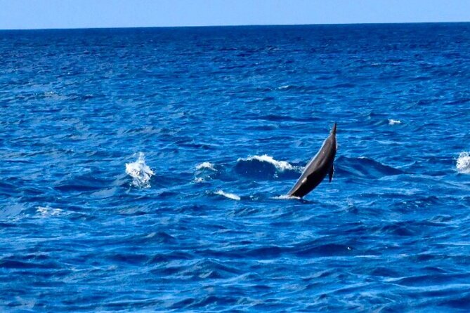 Dolphins Encounter and Whale Watching - A 7 a.m. start from Black River