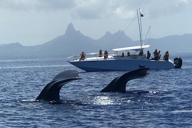 Dolphins Encounter and Whale Watching - Finding dolphins in their natural setting