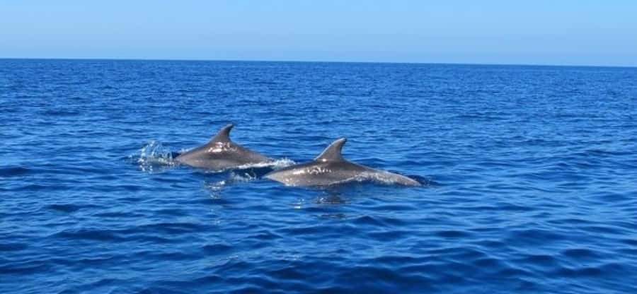 Dolphins: Private, Snorkel, CrystalRock, ileoBenitiers,lunch - Who will get the most from this tour