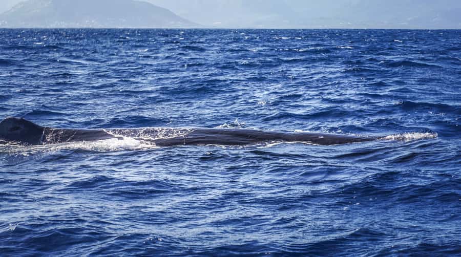 Dolphins & whale watching - A dawn start from La Balise Yacht Center