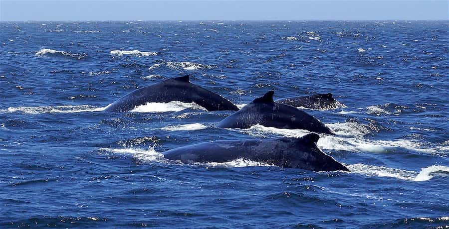 Dolphins & Whales, Private Tour Snorkeling - Whale watching with space for the animals