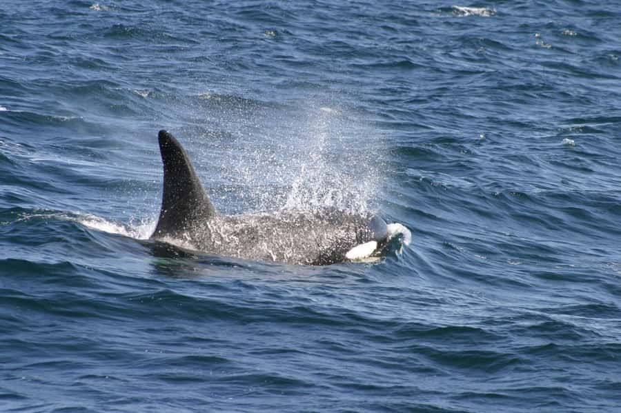 Dolphins & Whales, Private Tour Snorkeling - Searching for dolphins in open water