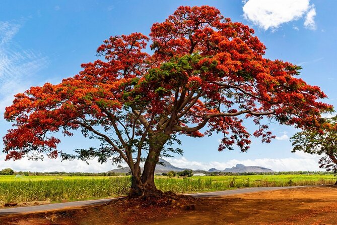 East of Mauritius: Full Day Scenic Tour with Lunch & Glass Bottom - Grand Bassin and the Shiva statue