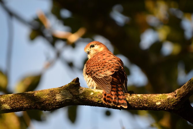 Ebony Forest Reserve Chamarel: Endemic Birdwatching Guided Tour - Why Ebony Forest is worth your morning
