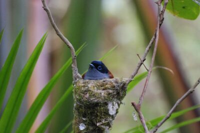 Ebony Forest Reserve Chamarel – Take a Hike Tour