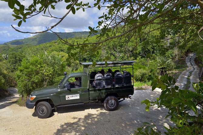Ebony Forest Reserve Chamarel - Take a Hike Tour - Birds, Bats, and Small Forest Details
