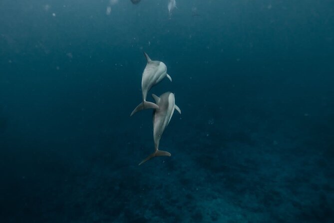 Eco-friendly Dolphin Watching Tour in Mauritius - Key Points to Know