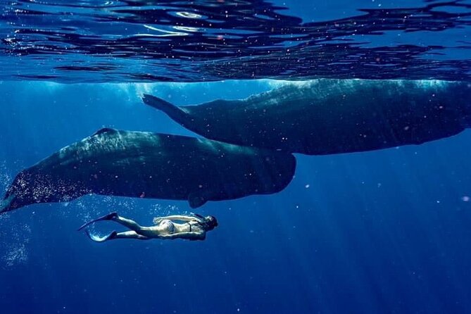 Eco-friendly Dolphin Watching Tour in Mauritius - Setting Out From Le Morne