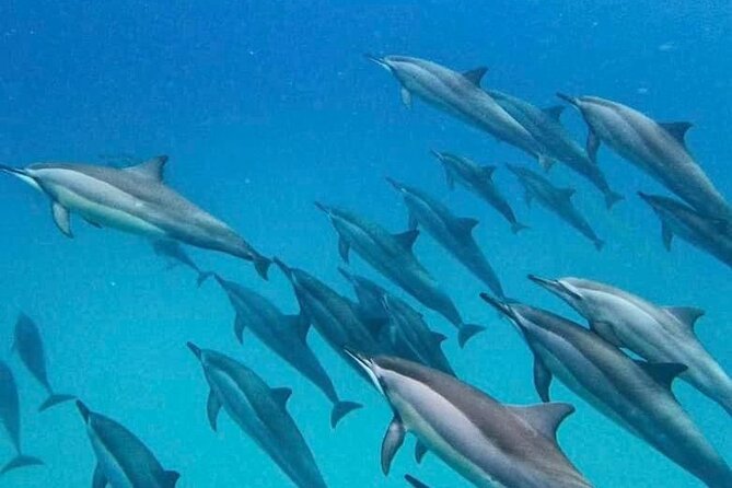 Eco-friendly Dolphin Watching Tour in Mauritius - Snorkeling in the Lagoon