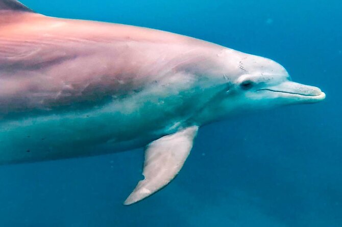 Eco-friendly Dolphin Watching Tour in Mauritius - Crystal Rock and the Le Morne Coast