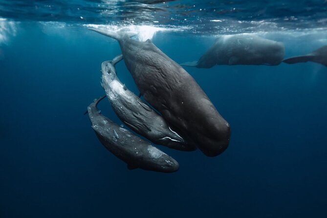Eco-friendly Dolphin Watching Tour in Mauritius - Coffee, Croissants, and a Quiet Pause