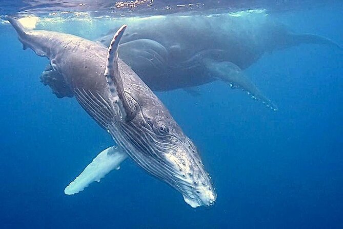 Eco-friendly Dolphin Watching Tour in Mauritius - Practical Details Before You Book