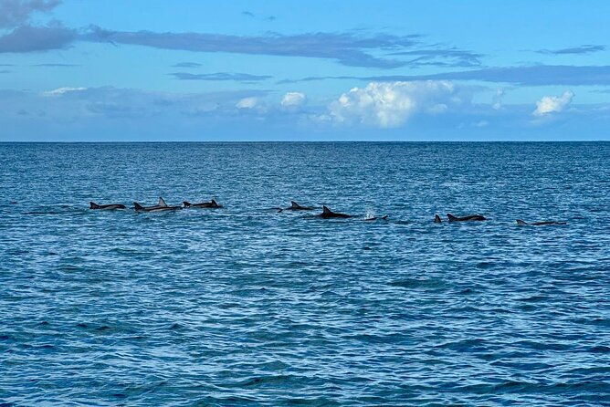 Exciting Dolphin encounters in the Maurtius's lagoon - Is $58.07 a fair price?