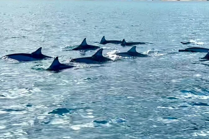 Exciting Dolphin encounters in the Maurtius's lagoon - Weather, postponements, and cancellation