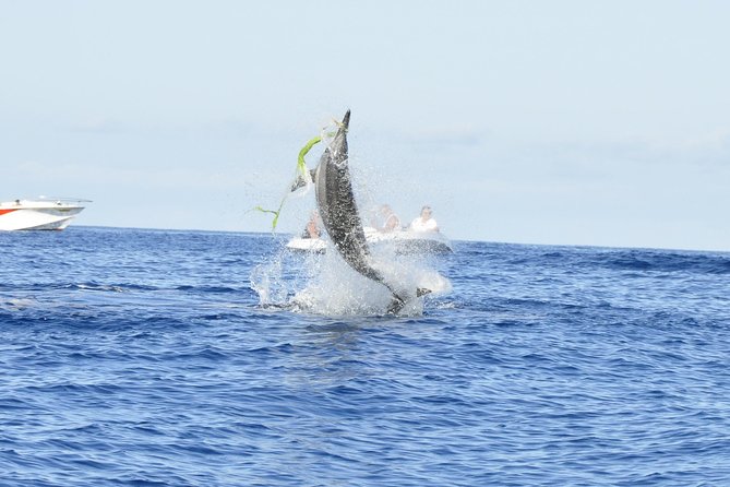 Exclusive Dolphins Encounter - Leaving Black River at 7:00 am