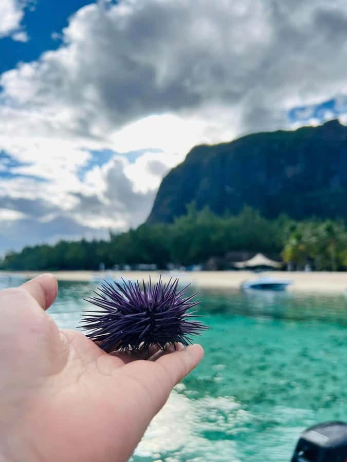 Exclusive:full-day/Dolphins watch& swimming Crystal Rock+Bbq - What the $293 price really buys you