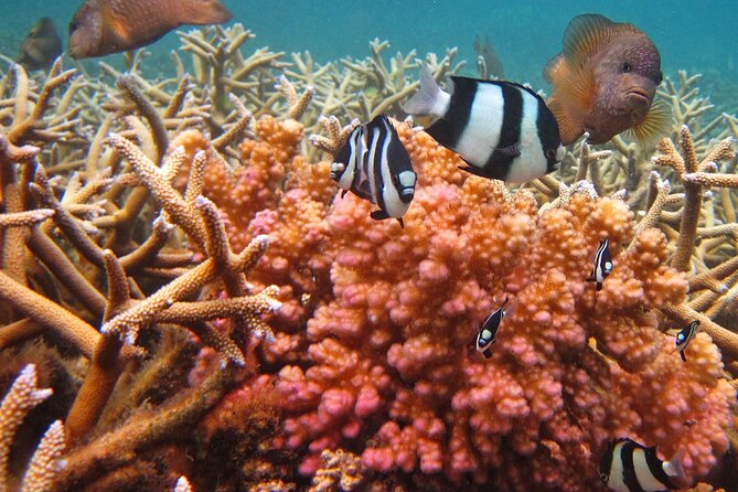 Exotic East of Mauritius: Full-day incl Ile aux Aigrette & Blue-Bay Marine Park - Blue Bay Marine Park: the strongest outdoor stop