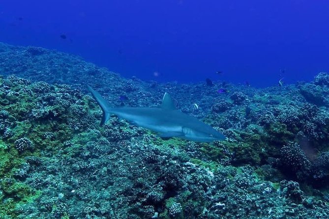 Exploration dives - The instructors and the tone of the session