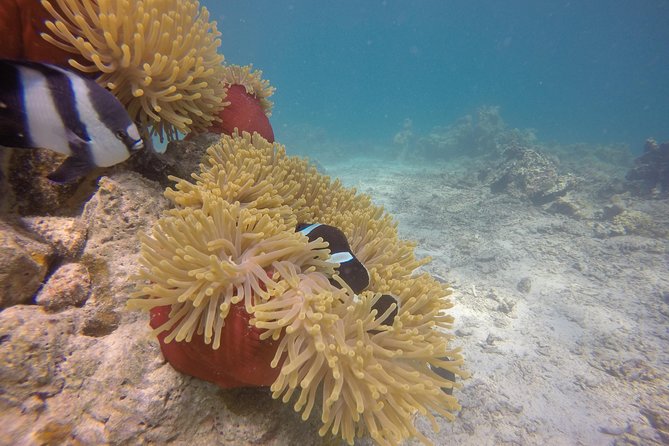 Exploration dives - Marine life, reefs, and shipwreck possibilities