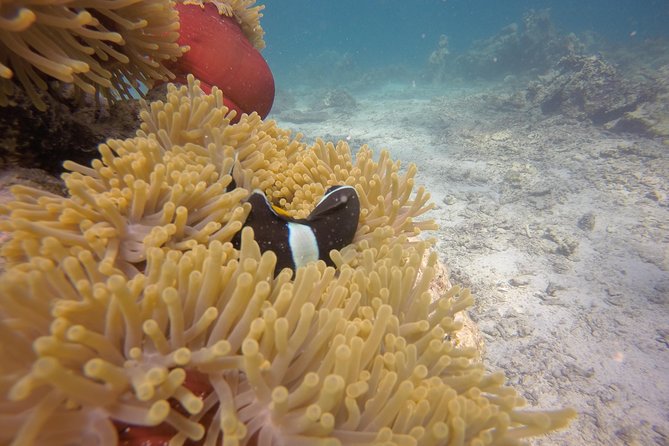 Exploration dives - Who will get the most from this outing