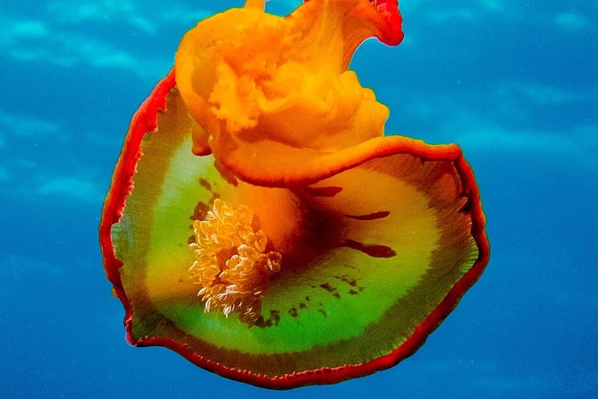 Exploration dives for experienced divers - What this Mauritius scuba outing really offers