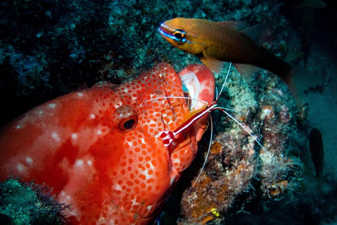 Exploration dives for experienced divers - Is $63.97 a fair price?