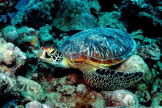 Exploration dives for experienced divers - The short boat ride from Tamarin