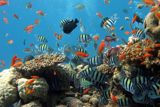 Exploring the Magnificent East of Mauritius: Full-day incl Blue Bay Marine Park - Rault Biscuit Factory adds a sweet, optional stop
