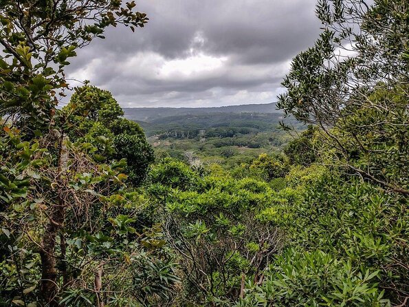 Fascinating Nature Tour Incl Ebony Forest, 7 Coloured Earth,Lunch - Key points to know before booking