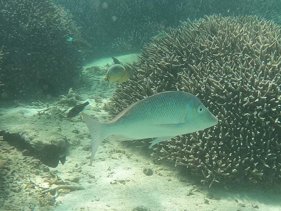 From Blue Bay: Ile aux Cerfs Speedboat Excursion with BBQ - Grand River South East and its waterfall