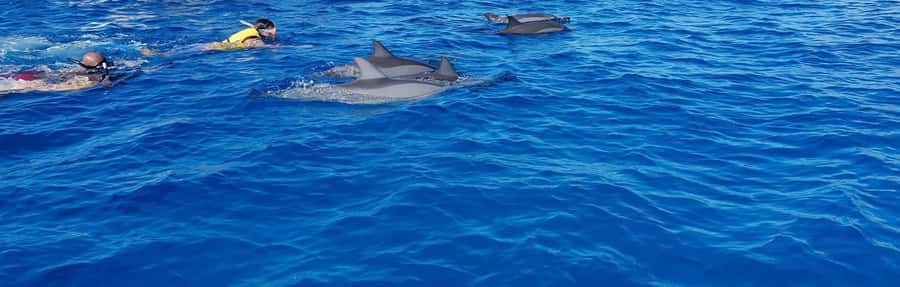 Full Day Dolphins Watching Ile aux Benitiers & Crystal Rock - Dolphin watching in Tamarin Bay