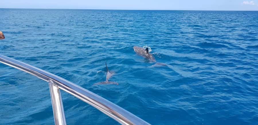 Full Day Dolphins Watching Ile aux Benitiers & Crystal Rock - Crystal Rock and the snorkeling stops