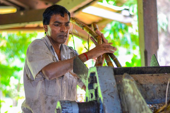 Full Day Guided Tea Route Mauritius: Including Lunch - Why the tea route makes a strong full-day outing