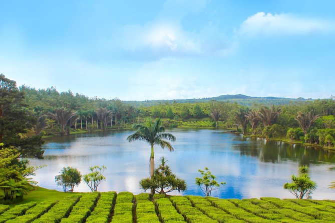 Full Day Guided Tea Route Mauritius: Including Lunch - Domaine des Aubineaux, where the route begins in 1872