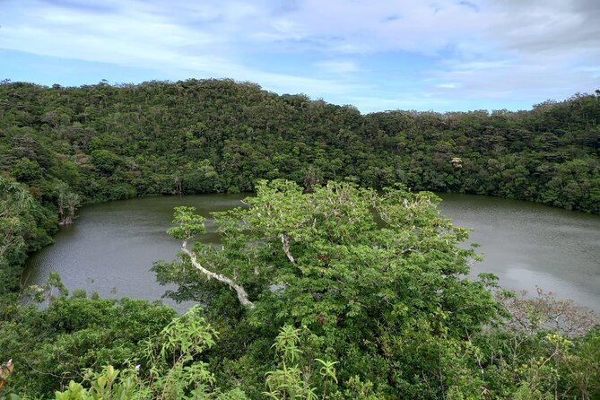 Full Day Private Tour in South of Mauritius - What the driver service is really like