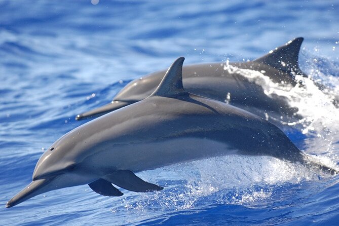 Full day Shared Speedboat Tour - South West Lagoon Dolphin Swim - The early road to Flic en Flac or Tamarin