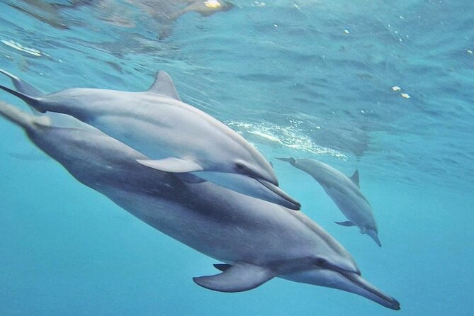 Full day Shared Speedboat Tour - South West Lagoon Dolphin Swim - Practical advice for a smoother morning