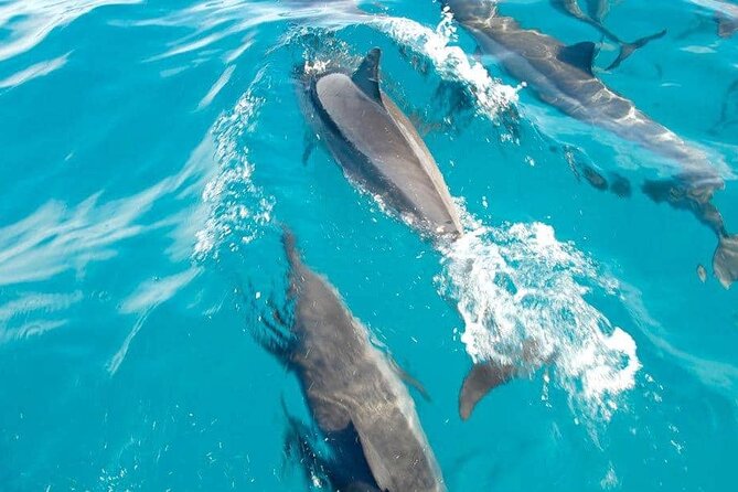 Full day Shared Speedboat Tour - South West Lagoon Dolphin Swim - Meeting dolphins in the South West Lagoon