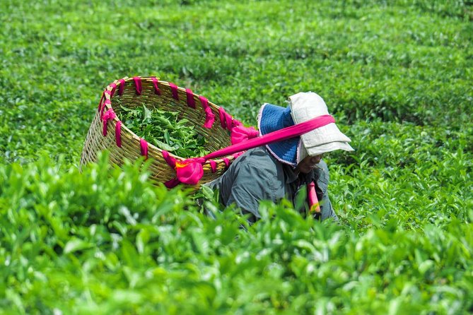 Full-Day South Tour of Mauritius, ALL INCLUSIVE Day Trip, Private SUV Car, Guide - Bois Cheri: tea production followed by lunch