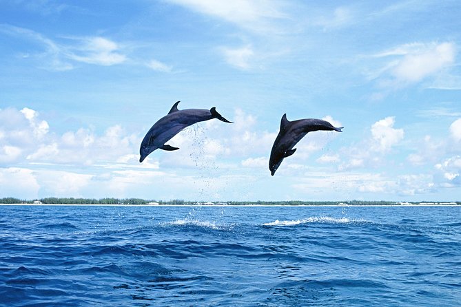 Full-Day Swimming with Dolphins and Casela Nature Park Tour in Mauritius - The real strengths and weak spots
