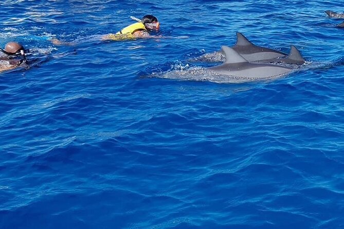 Full-Day Swimming with Dolphins and Casela Nature Park Tour in Mauritius - La Preneuse Beach and the open-sea dolphin run
