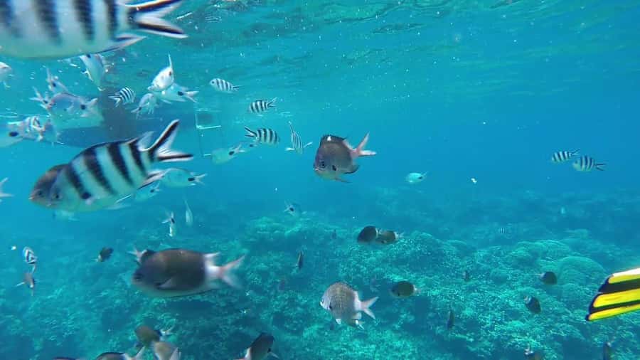 Grand Baie: Catamaran 3 Islands Cruise & Lunch on the Island - Key things to know before booking