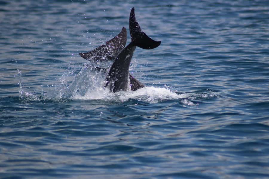 Grande Riviere Noire: Boat Tour and Swimming with Dolphins - Key points before you book
