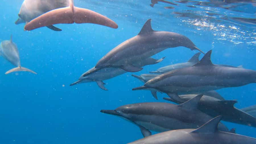 Grande Riviere Noire: Boat Tour and Swimming with Dolphins - Setting out from Grande Riviere Noire at sunrise