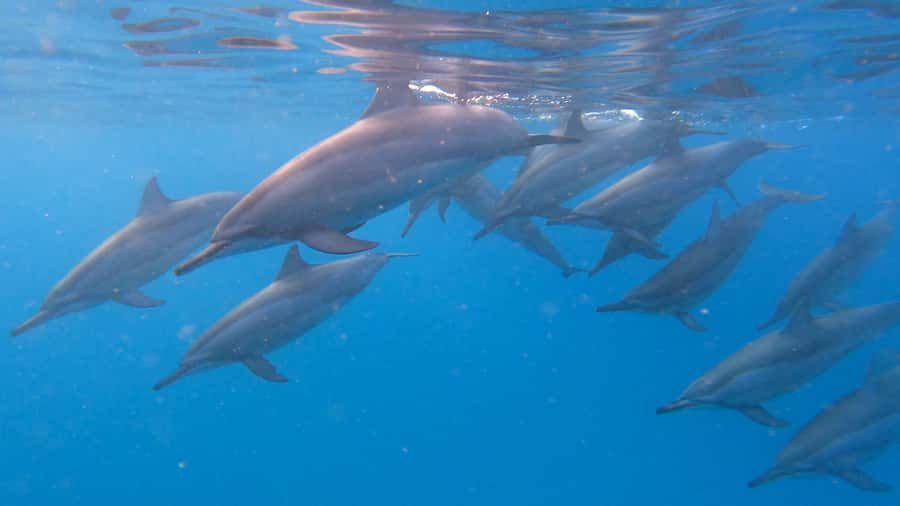 Grande Riviere Noire: Boat Tour and Swimming with Dolphins - What the dolphin swim is really like