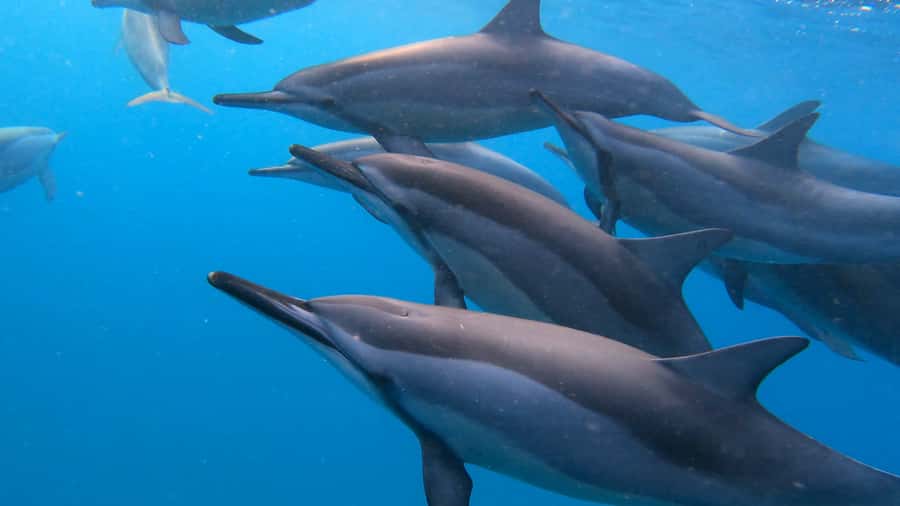 Grande Riviere Noire: Boat Tour and Swimming with Dolphins - A two-hour search for wild spinner and bottlenose dolphins