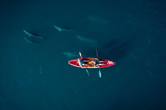 Guided Kayak 2-Hour Activity with Dolphins - Key points before you book