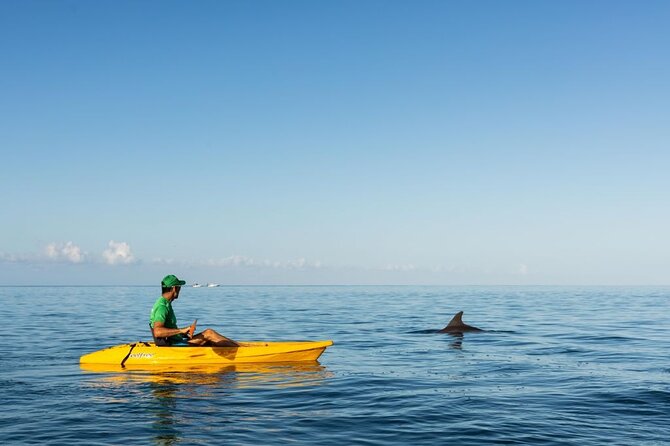 Guided Kayak 2-Hour Activity with Dolphins - Kayaking effort and fitness