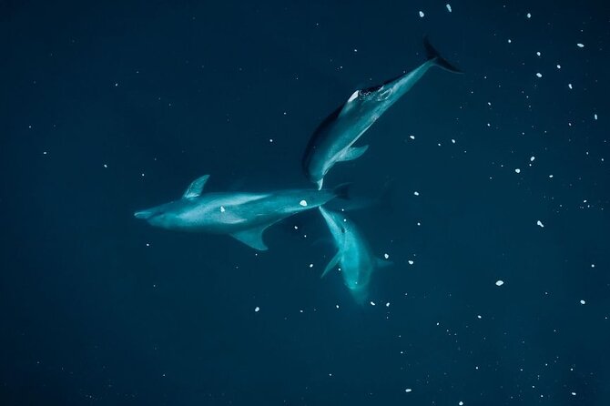 Guided Kayak 2-Hour Activity with Dolphins - What the dolphin search feels like